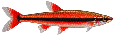 Pencil Mortenthaleri