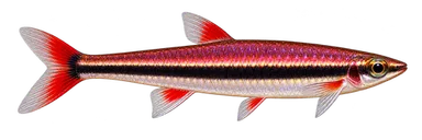 Pencil Rubrocaudatus