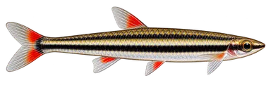 Pencil Trifasciatus