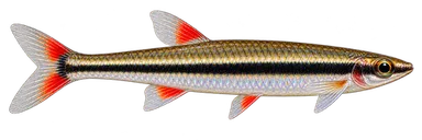 Pencil Unifasciatus