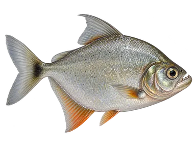 Piranha Wimple