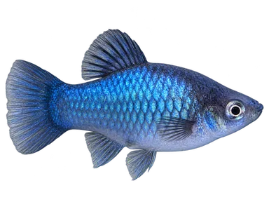 Platy