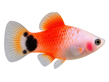 Platy Mickey Mouse