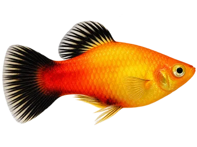 Platy Sunburst