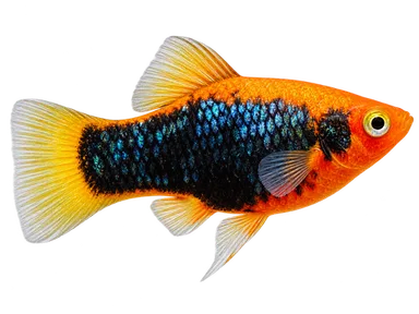 Platy Tuxedo