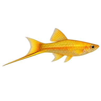 Swordtail Golden
