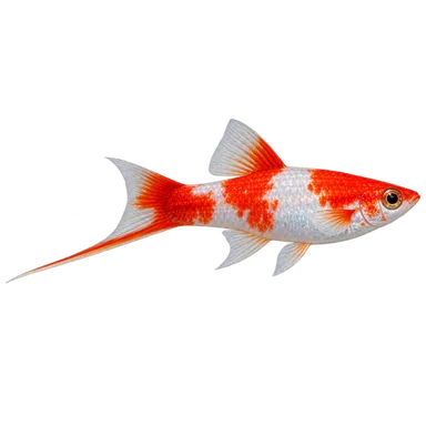 Swordtail Koi