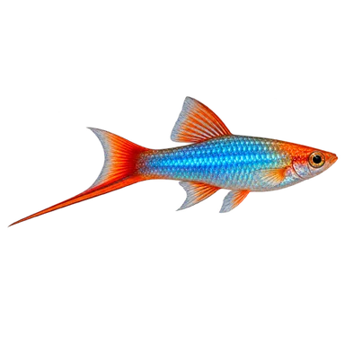 Swordtail Neon