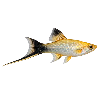 Swordtail Pineapple Wagtail
