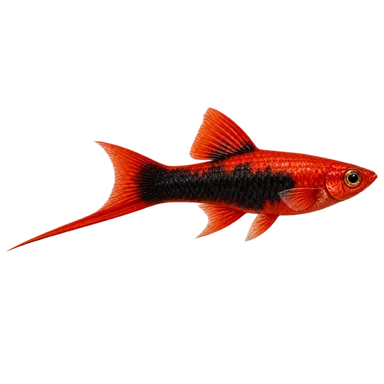 Swordtail Red Tuxedo