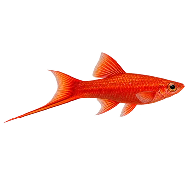Swordtail Red