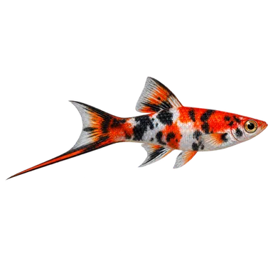 Swordtail Showa