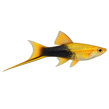 Swordtail Yellow Comet