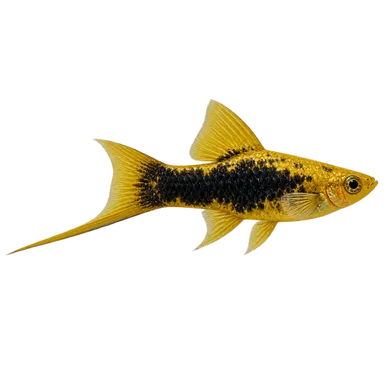 Swordtail Yellow Tuxedo