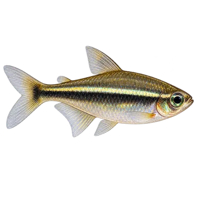 Tetra Black Neon