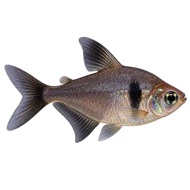 Tetra Black Phantom