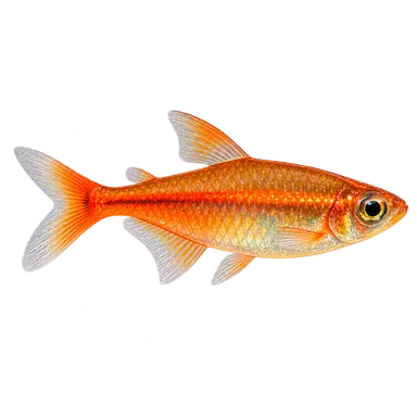 Tetra Ember