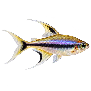 Tetra Emperor