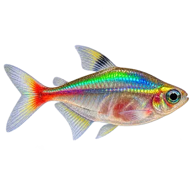 Tetra Glass
