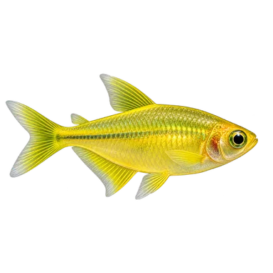 Tetra Lemon