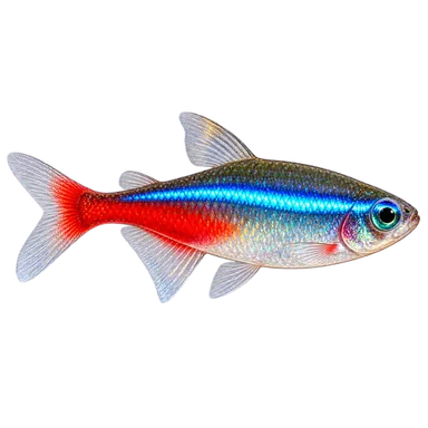 Tetra